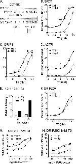 SRC1 Antibody in Western Blot, Immunoprecipitation (WB, IP)