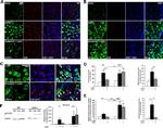 Lamin B1 Antibody in Western Blot (WB)