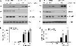 SMAD2 Antibody in Western Blot (WB)