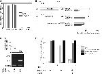 HDAC2 Antibody in ChIP Assay (ChIP)