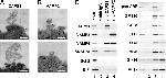 VAMP4 Antibody in Western Blot (WB)