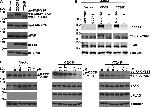 Phospho-FAK (Tyr861) Antibody in Western Blot (WB)