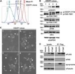 Phospho-FAK (Tyr861) Antibody in Western Blot (WB)