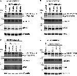 Phospho-FAK (Tyr861) Antibody in Western Blot (WB)