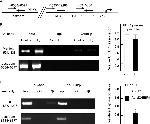 THRB Antibody in ChIP Assay (ChIP)