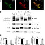 Calcium Sensing Receptor Antibody in Western Blot, Immunocytochemistry (WB, ICC/IF)