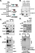 Cullin 2 Antibody in Western Blot (WB)