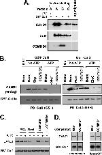 Cullin 2 Antibody in Western Blot (WB)