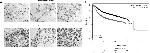 Securin Antibody in Immunohistochemistry (IHC)