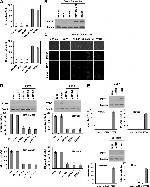 Securin Antibody in Western Blot, Immunocytochemistry (WB, ICC/IF)