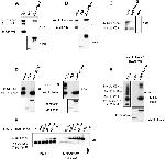 Ubiquitin Antibody in Western Blot (WB)