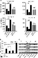 Lamin B1 Antibody in Western Blot (WB)