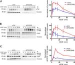 Phosphotyrosine Antibody in Western Blot (WB)