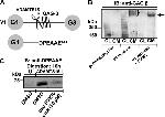 Versican V0, V1 Neo Antibody in Western Blot (WB)