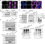 PDI Antibody in Western Blot, Immunocytochemistry (WB, ICC/IF)