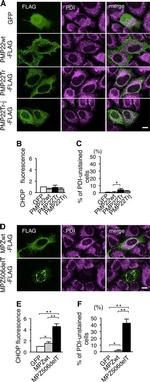 PDI Antibody in Immunocytochemistry (ICC/IF)