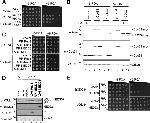 NEDD8 Antibody in Western Blot (WB)