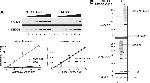 NEDD8 Antibody in Western Blot (WB)