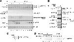 NEDD8 Antibody in Western Blot (WB)