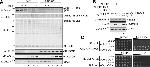 NEDD8 Antibody in Western Blot (WB)