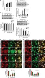 ZO-2 Antibody in Western Blot, Immunocytochemistry, Immunoprecipitation (WB, ICC/IF, IP)