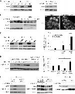 p300 Antibody in Western Blot, Immunocytochemistry (WB, ICC/IF)