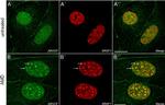 SRSF1 Antibody in Immunocytochemistry (ICC/IF)