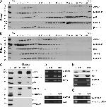 SRSF1 Antibody in Western Blot (WB)