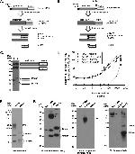 6x-His Tag Antibody in Western Blot (WB)