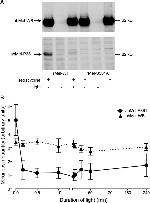 Opsin 4 Antibody in Western Blot (WB)