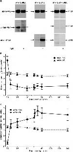 Opsin 4 Antibody in Western Blot (WB)