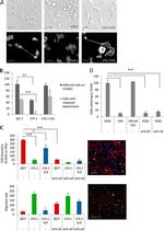 ITGA4 Antibody in Immunocytochemistry (ICC/IF)