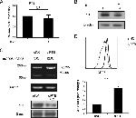 PTBP1 Antibody in Western Blot (WB)