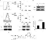 PTBP1 Antibody in Western Blot (WB)