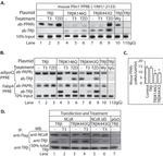 THRB Antibody in Western Blot, Immunoprecipitation, ChIP Assay (WB, IP, ChIP)