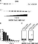 Cullin 1 Antibody in Western Blot (WB)