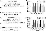 Cullin 1 Antibody in Western Blot (WB)