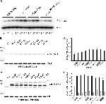 Cullin 2 Antibody in Western Blot (WB)