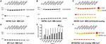 Cullin 1 Antibody in Western Blot (WB)