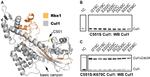 Cullin 1 Antibody in Western Blot (WB)