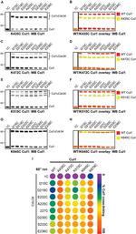 Cullin 1 Antibody in Western Blot (WB)