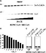 Cullin 1 Antibody in Western Blot (WB)