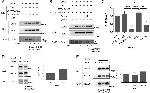 PICK1 Antibody in Western Blot, Immunoprecipitation (WB, IP)