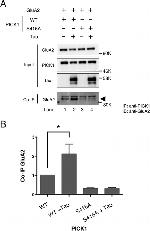 PICK1 Antibody in Western Blot, Immunoprecipitation (WB, IP)