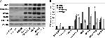 CKS1 Antibody in Western Blot (WB)