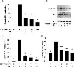 Phospho-PYK2 (Tyr402) Antibody in Western Blot (WB)