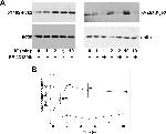 Phospho-PYK2 (Tyr402) Antibody in Western Blot (WB)