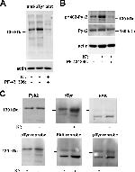 Phospho-PYK2 (Tyr402) Antibody in Western Blot (WB)