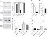 Pannexin 1 Antibody in Western Blot (WB)