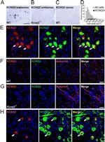 Ankyrin G Antibody in Immunohistochemistry (IHC)